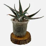 Aloe Red Jaw plant in a 5' pot, sitting on wedge of wood.