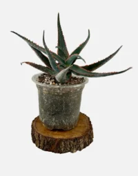 Aloe - Red Jaw