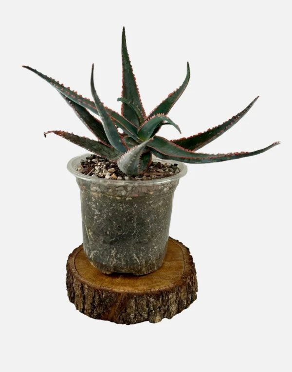 Aloe Red Jaw plant in a 5' pot, sitting on wedge of wood.