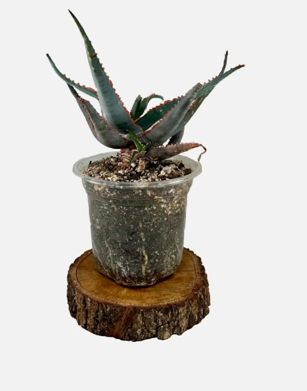 Aloe Red Jaw plant, with a new growth, in a 5' pot, sitting on wedge of wood.